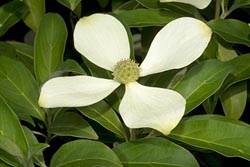 cornus capitata thumbnail graphic